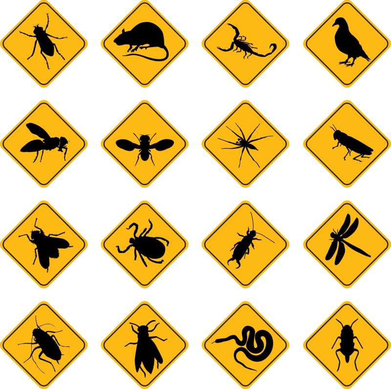 Bird Control and Exclusion