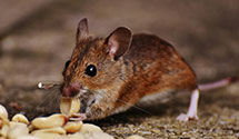 24 Hour & Emergency Exterminators in South Fork, WI